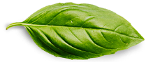 معلومات عنا basil leaf