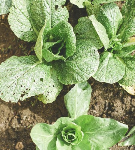 معلومات عنا farming03 free img