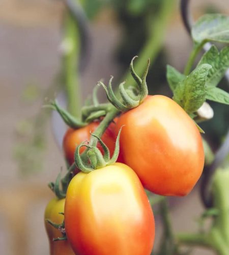 معلومات عنا farming04 free img